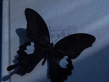 나의 태몽은 불꽃이 춤을 추던 꿈이었다.