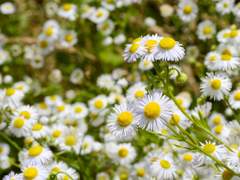 붉게 피어오른 정의