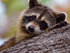 [바니타스 / 색출, 6] 사람을 구분하는 법