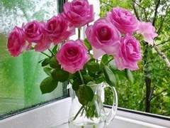 백송이의 장미/이도은