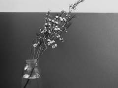 박쥐의 두 마음