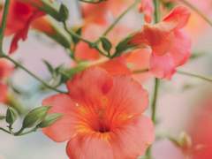 고죠유지 / 양들의 번제