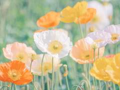 🌸저에게 팔로워 주시기 전 필독 부탁드릴게요.🌸