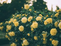 [Elayna R. Fidelio / Gryffindor]