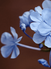 어라이벌(ARRIVAL)