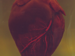 Requiem æternam dona eis, Domine, et lux perpetua luceat eis.