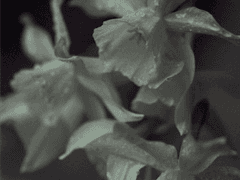 [한석한서] 수선화가 피는 밤 -01-