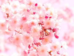 酸いも甘いもわからないの