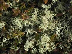 페로몬 샤워 上