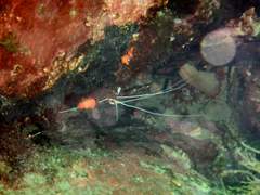 5월의 제주 바닷속