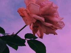 [프란시아 아멜/XX/418]