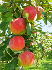 악녀는 개구리 소리에 잠 못 이루고