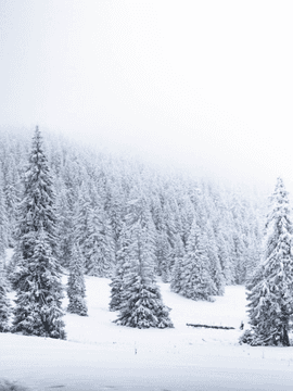 은세계(銀世界)