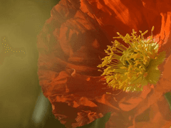 [파렐 C. 바커 / 남성 / 검술부 / 백작]