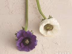 Your flower, Anemone