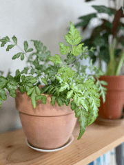 우울증 ADHD가 돌보는 식물 이야기 