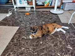 할아버지 제 털을 많이 줄게요!