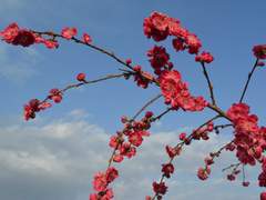 윤회輪廻 - 김옥균 (3)