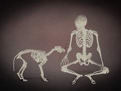 개꿈 꿨네 -일장춘몽