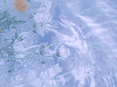 바보 이안의 공지글