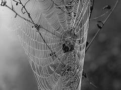 거미줄에 걸린 나비