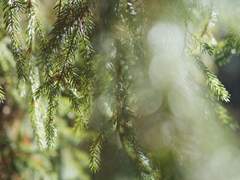 레슬리 네이피어 클레멘스 / XX / 검술 /백작