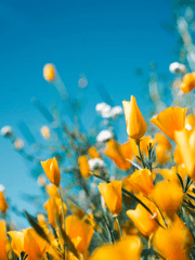 [고스디언] 사랑으로 말미암아