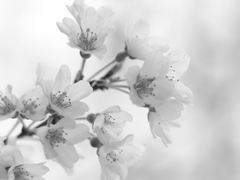 [제갈린] 눈을 감을 자(子)를 위한 선물(位牌)