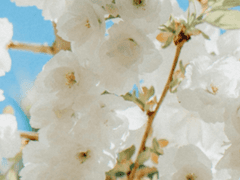 바쁘다 바빠 학생회장!