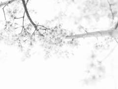 [진혼기] 상선, 이번에는 제가 이겼습니다.