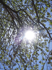 [오오후리/드림] 夏の木漏れ日