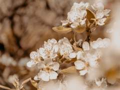 Dear. 라비린스 | II