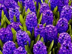 제5인격 [헬레나x앤드류] 미안해요