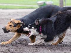 개에 물려 사망 - 1년 만에 구속된 사건