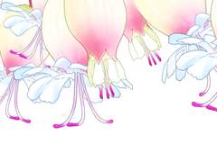 분홍 꽃 브러쉬