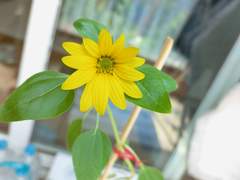 내가 키우는중인 해바라기