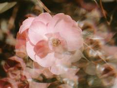 비상하는 꽃의 말로(末路)