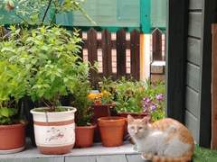 고양이 배경화면