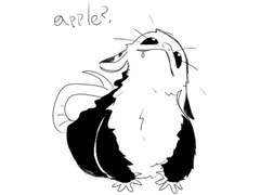 포썸 (주머니쥐) 모음 1