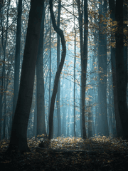 더스크우드 쫌쫌따리