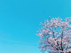 3월의 끝, 벚꽃 투신