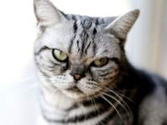 마누라 탐구 생활 4화, 마누라는 고양이