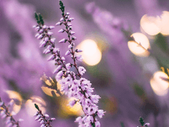 나비의 특별한 만물상