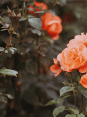 나의 어리석은 별