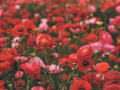 [고죠유지] 야쿠자 어쩌고로 짧은 썰 + 4/13