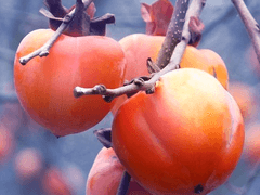 홍시 ｜ XX ｜8세