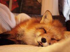 어느 날 냥줍, 이 아니라 여우를 주웠다 1