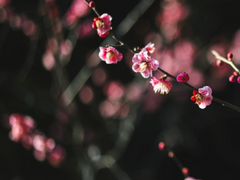 [당보청명] 매화나무 아래에는 뱀이 잠들어 있다. 00