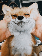 어느 날 냥줍, 이 아니라 여우를 주웠다