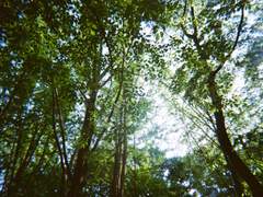 양재 시민의 숲